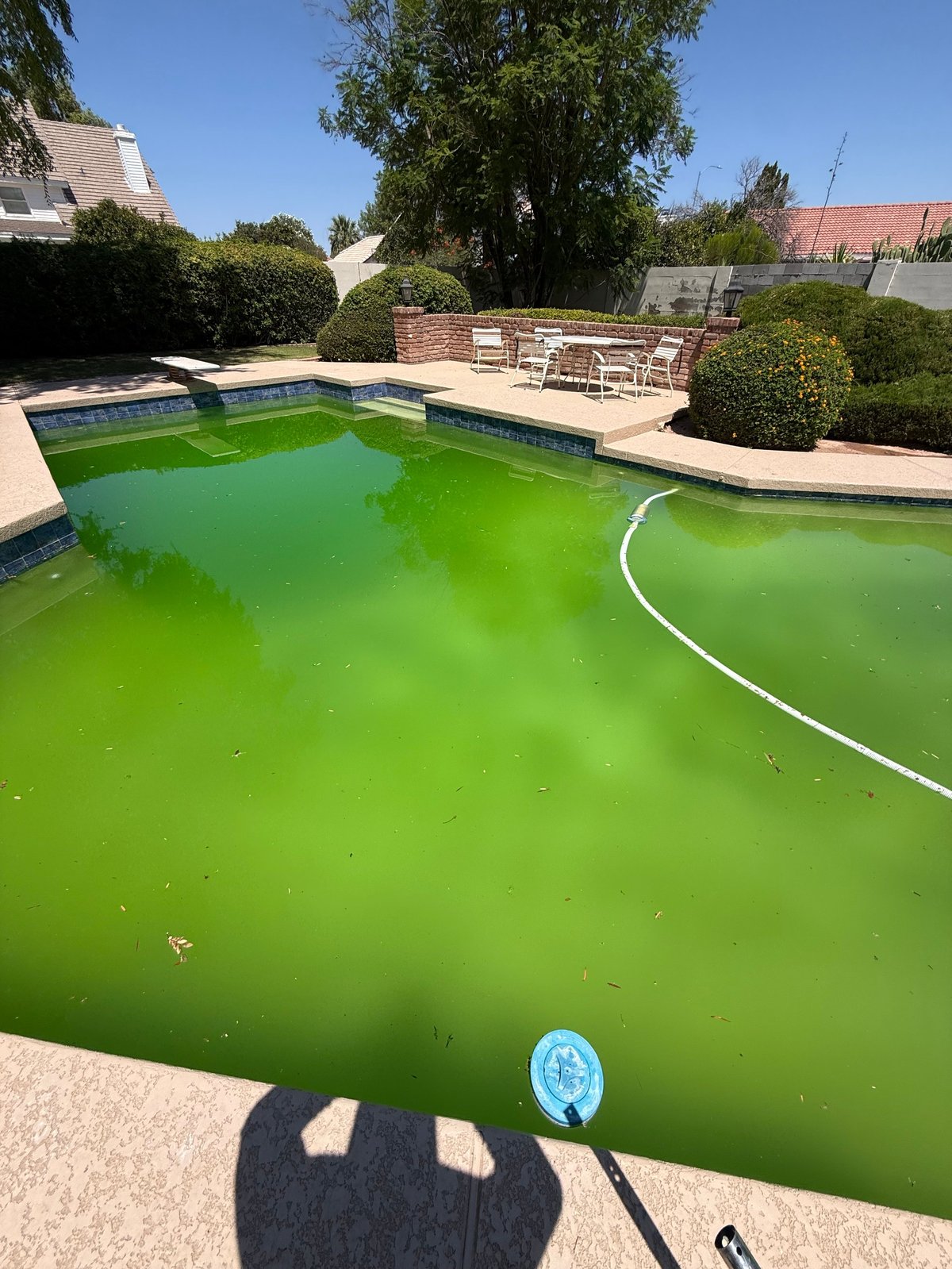 Bright green residential swimming pool with lounge chairs, landscaping, and suburban homes in background