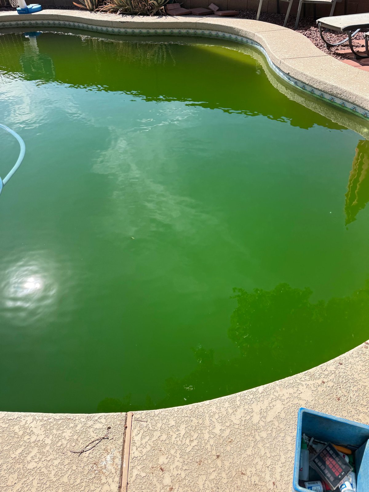 Backyard swimming pool with murky green water and algae growth, surrounded by concrete deck and lounge chairs